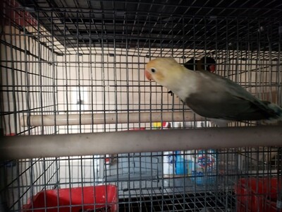 Yellow Face  Euwing yellow head Male  Lovebird