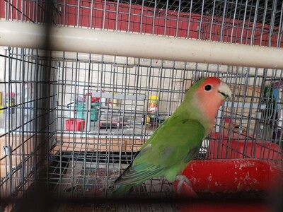 Green Peachface Lovebird 