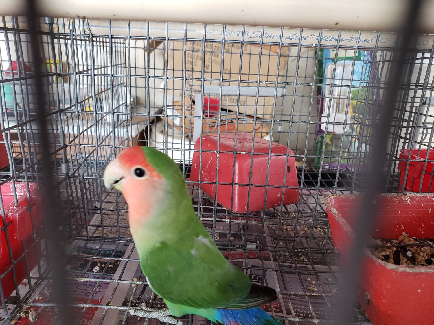 Green Peachface  Lovebird