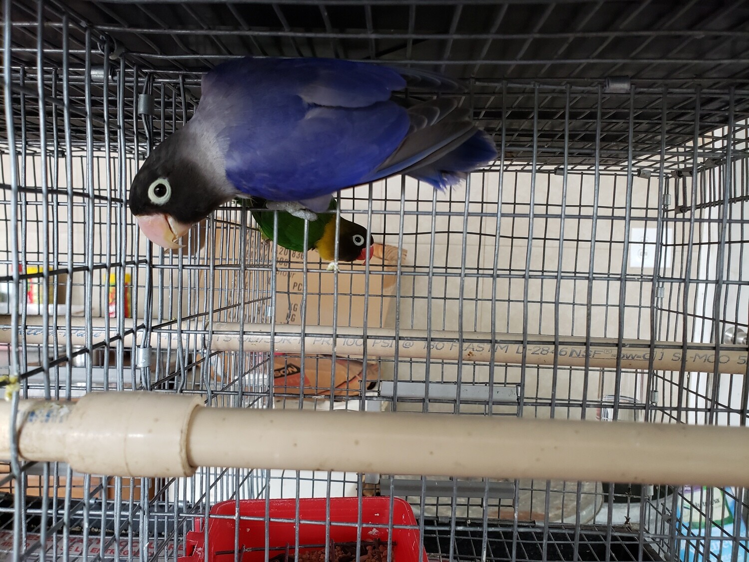 Violet Black Mask male Lovebird Cage #16