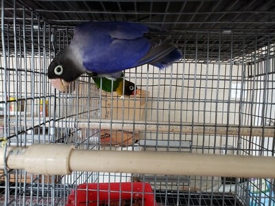Violet Black Mask male Lovebird Cage #16