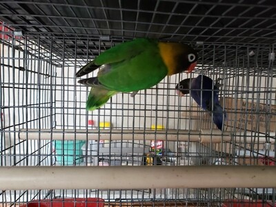 Green Black Mask  Lovebird