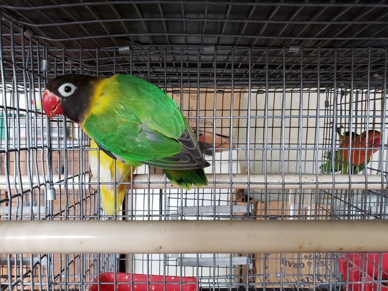 Green Black Mask Lovebird