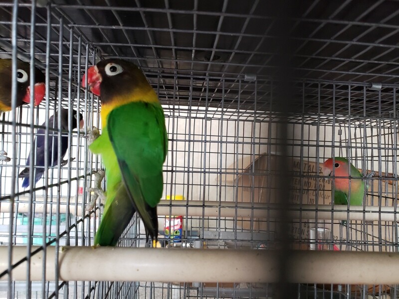 Green Black Mask Lovebird