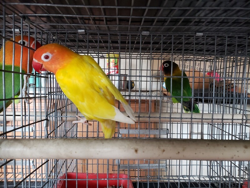 Yellow Orange Head Red Eye Lovebird