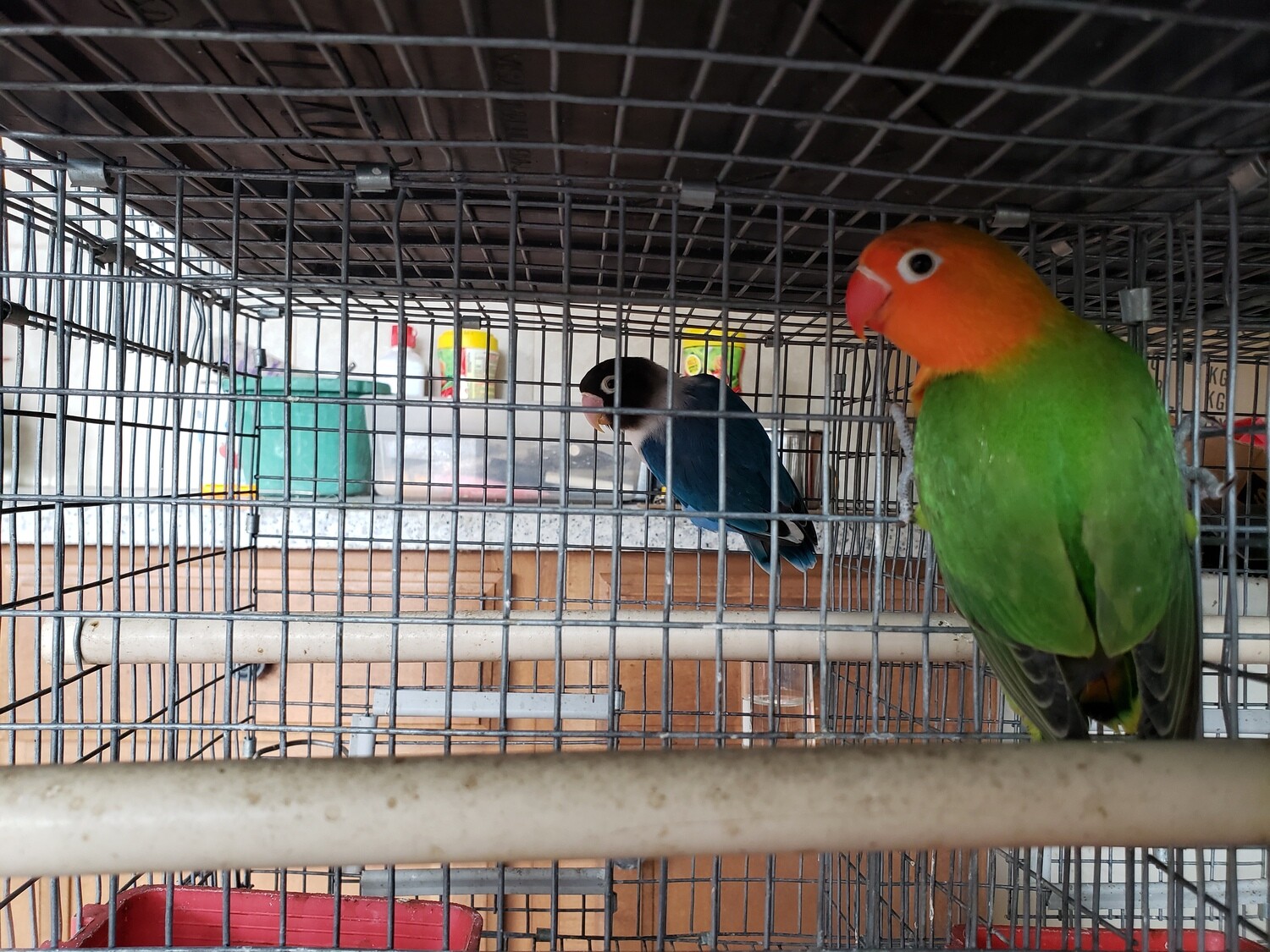 Green Orange Head Lovebird