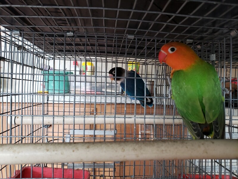 Green Orange Head Lovebird