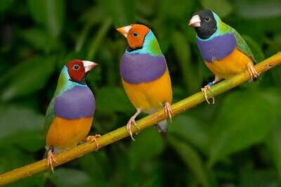 Lady Gouldian Finch For Sale