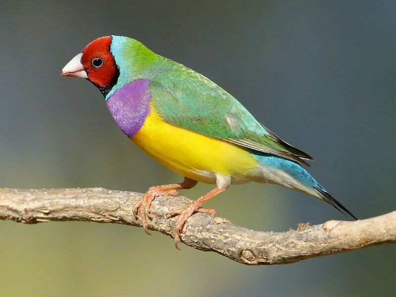 Red head  Green back Lady Gouldian Finch Male