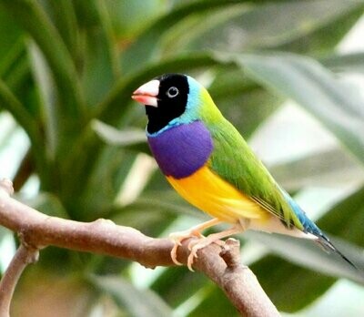 Black head Lady Gouldian Finch - Male