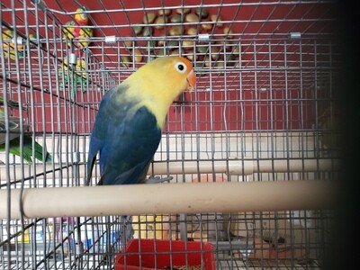 Violet Fisher Yellow Face Lovebird