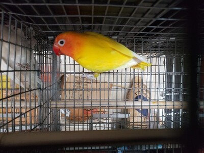 All Yellow Black eye Male Desino Lovebird