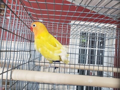 Pastel Orange Head   Male  Lovebird ( Pre- Order a similar to this one )