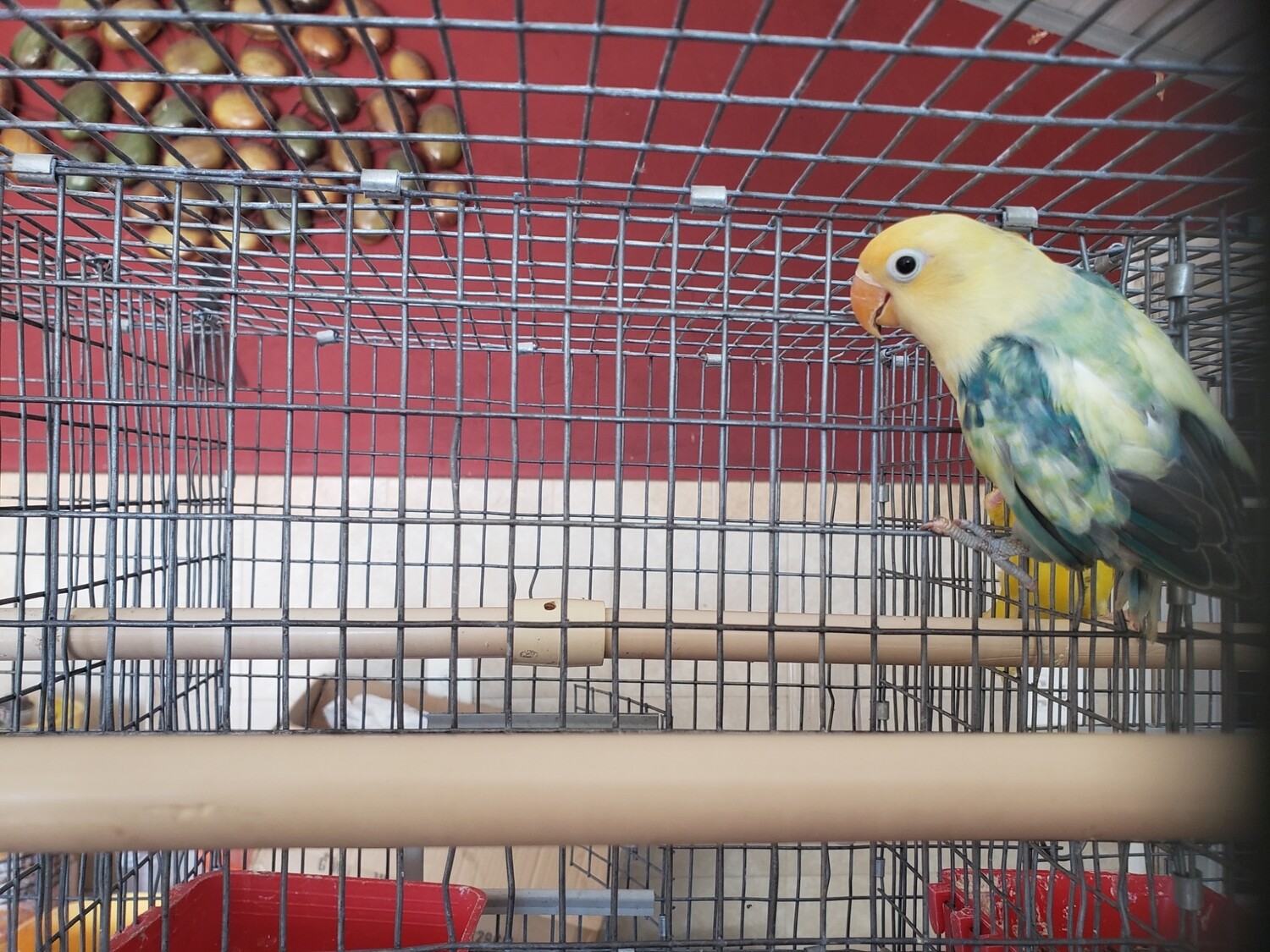Yellow face clean head Lovebird