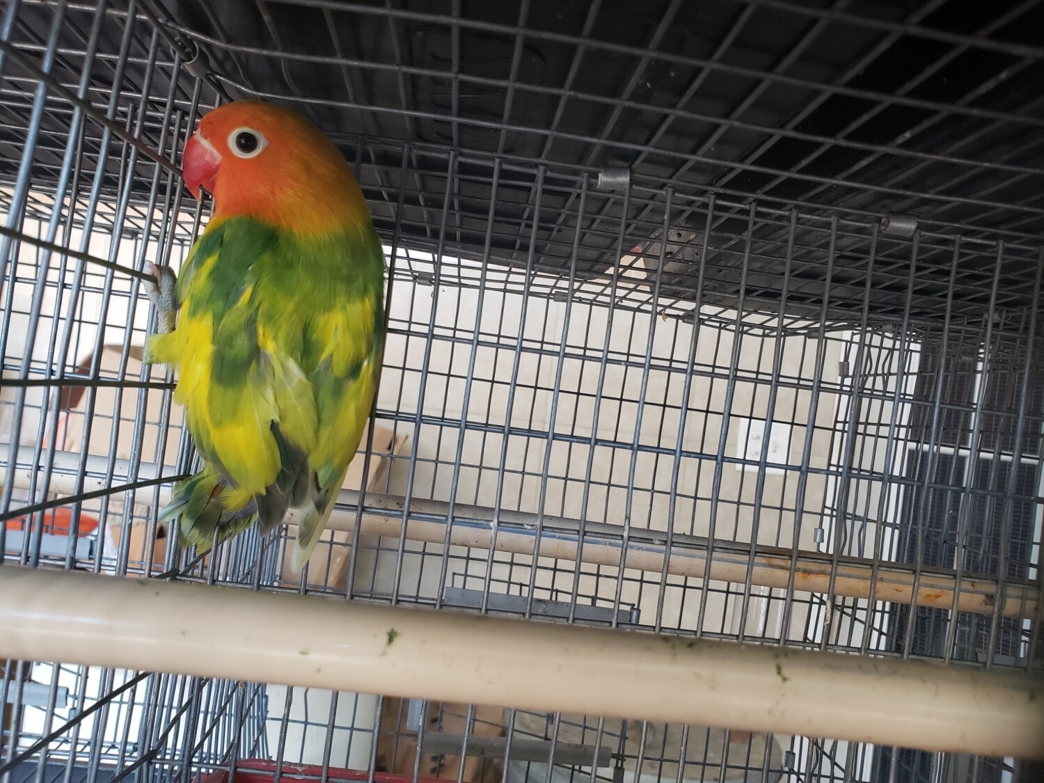 Green Arlequin fisher lovebird Lovebird female