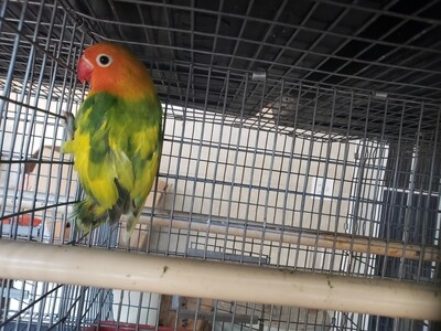 Green Arlequin fisher lovebird Lovebird female