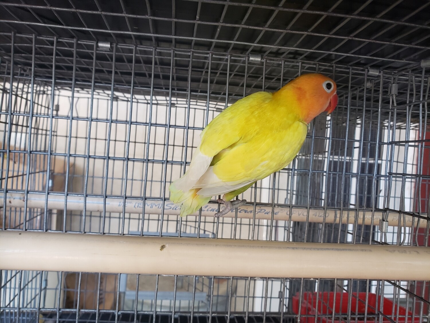 Pastel Orange head  male Lovebird