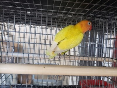 Pastel Orange head  male Lovebird
