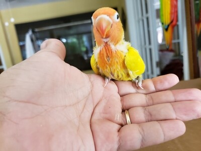 Baby yellow fisher lovebird orange head