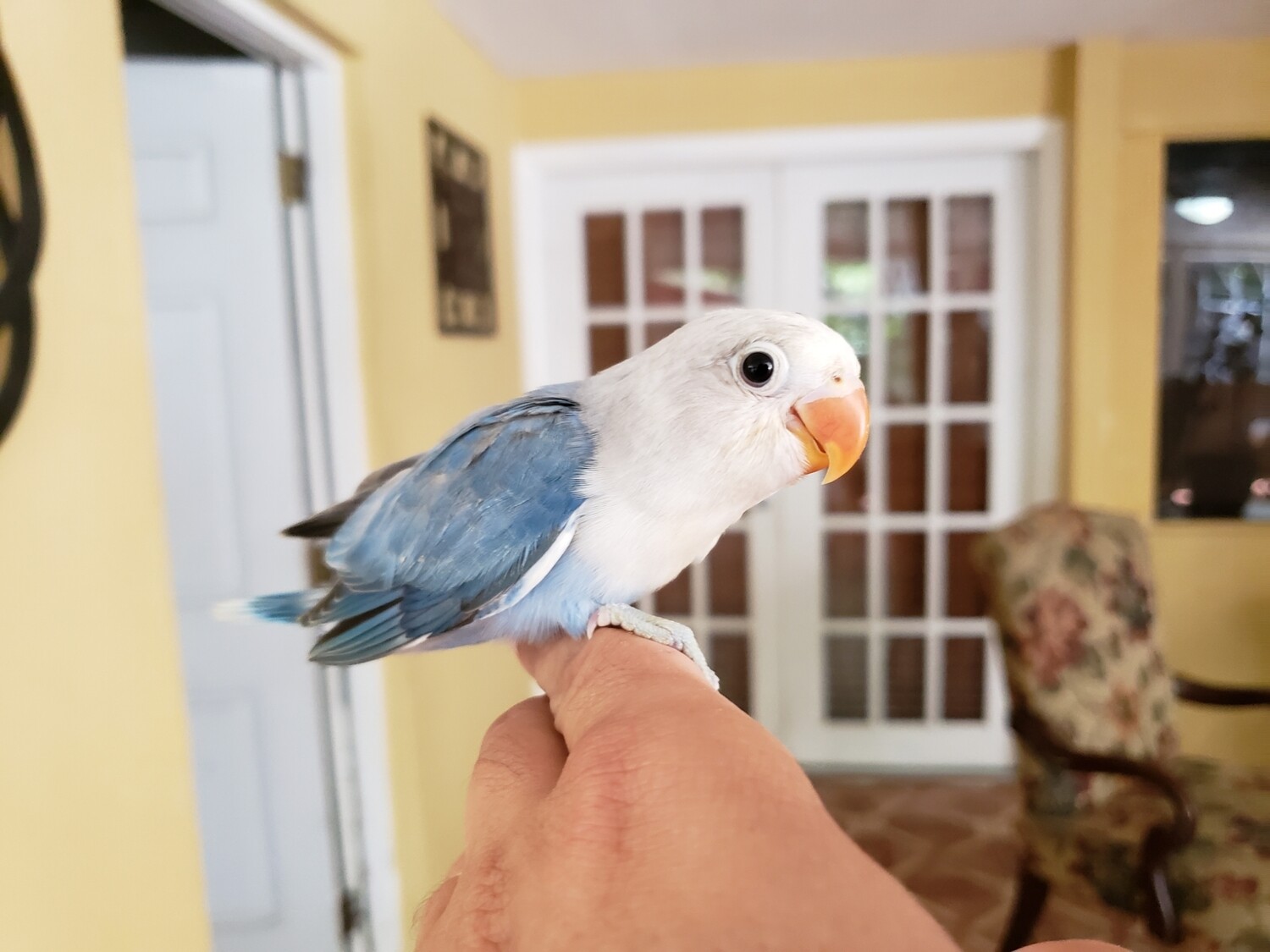 Baby Blue Lovebird Handfed Pre-Order