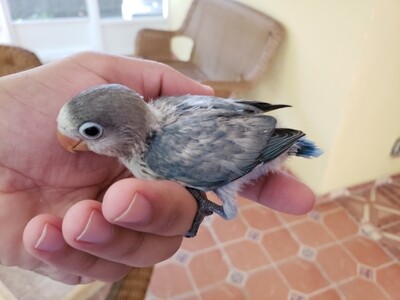 Baby  lovebirds Handfed Pre-Order