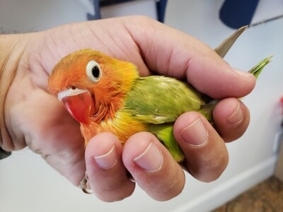 Baby orange head fisher Lovebird Handfeed 