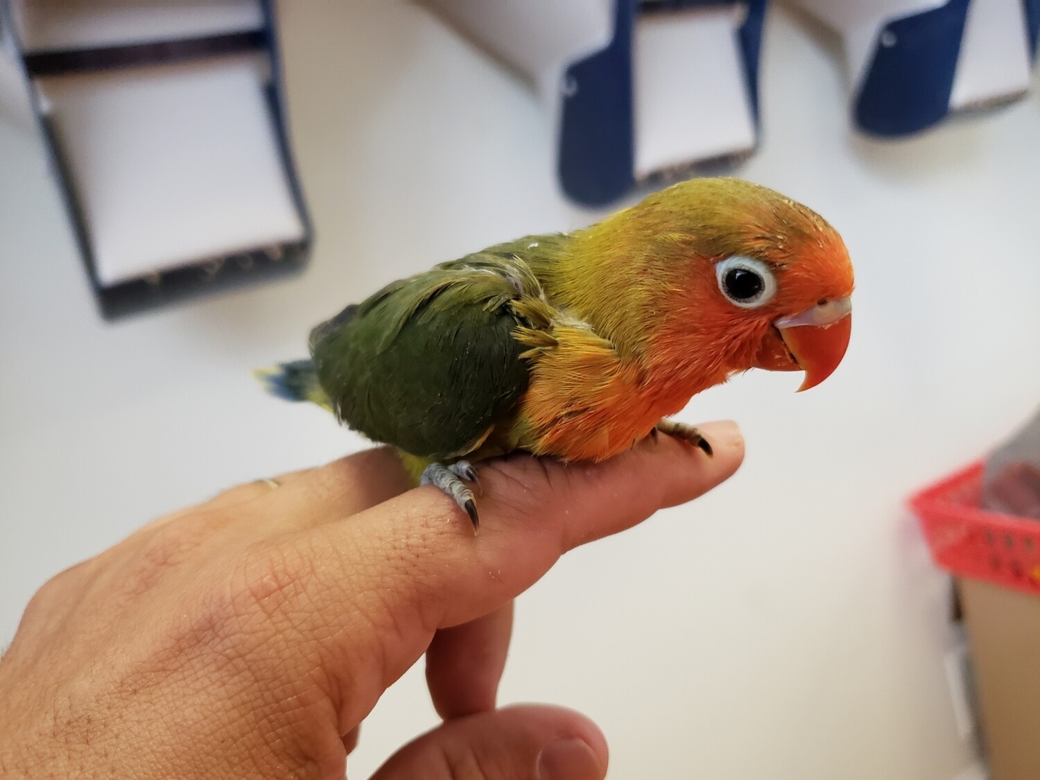 Baby fisher lovebird green
