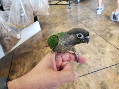 Green Cheek Conure Green Cheek Conure