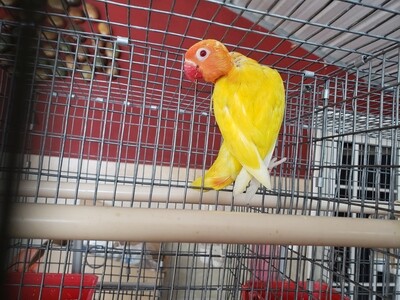 Yellow Res Eye Lutino Male Lovebird