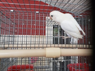 All white black eye Male Lovebird cage#20