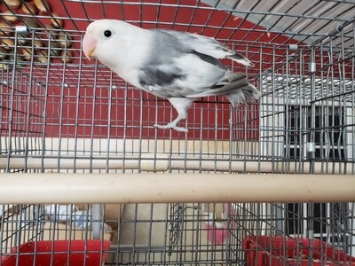 White head Arlequin  Lovebird