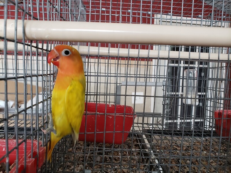 Yellow Fisher Pastel Lovebird