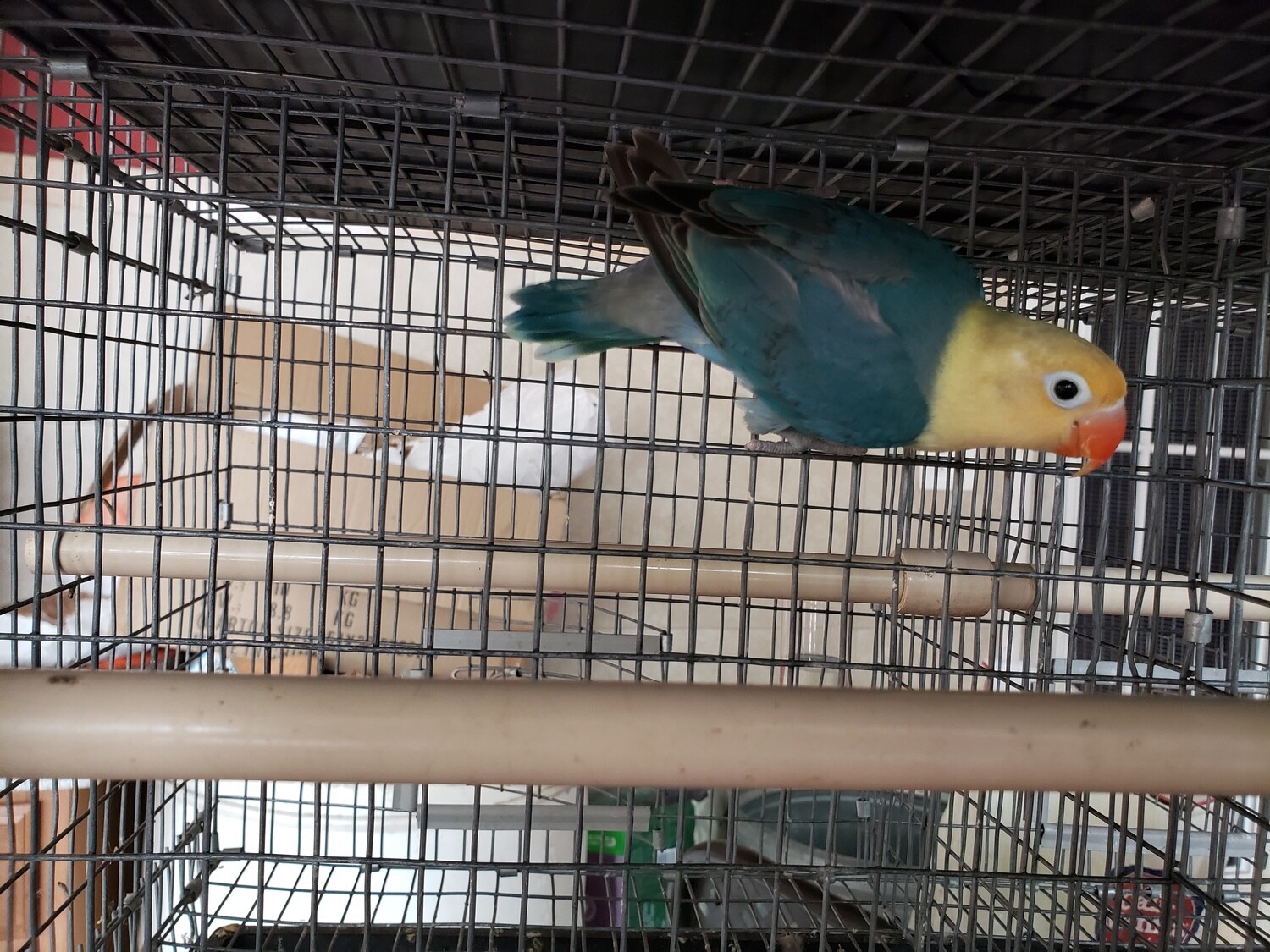 Green Yellow Face Clean Head  Lovebird