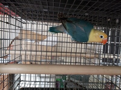 Green Yellow Face Clean Head  Lovebird