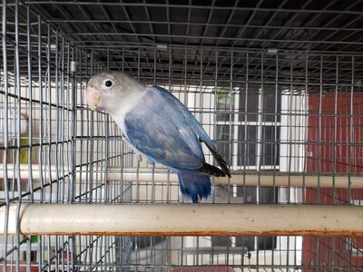 Blue Fisher Lovebird  ( Pre- Order a similar to this one )