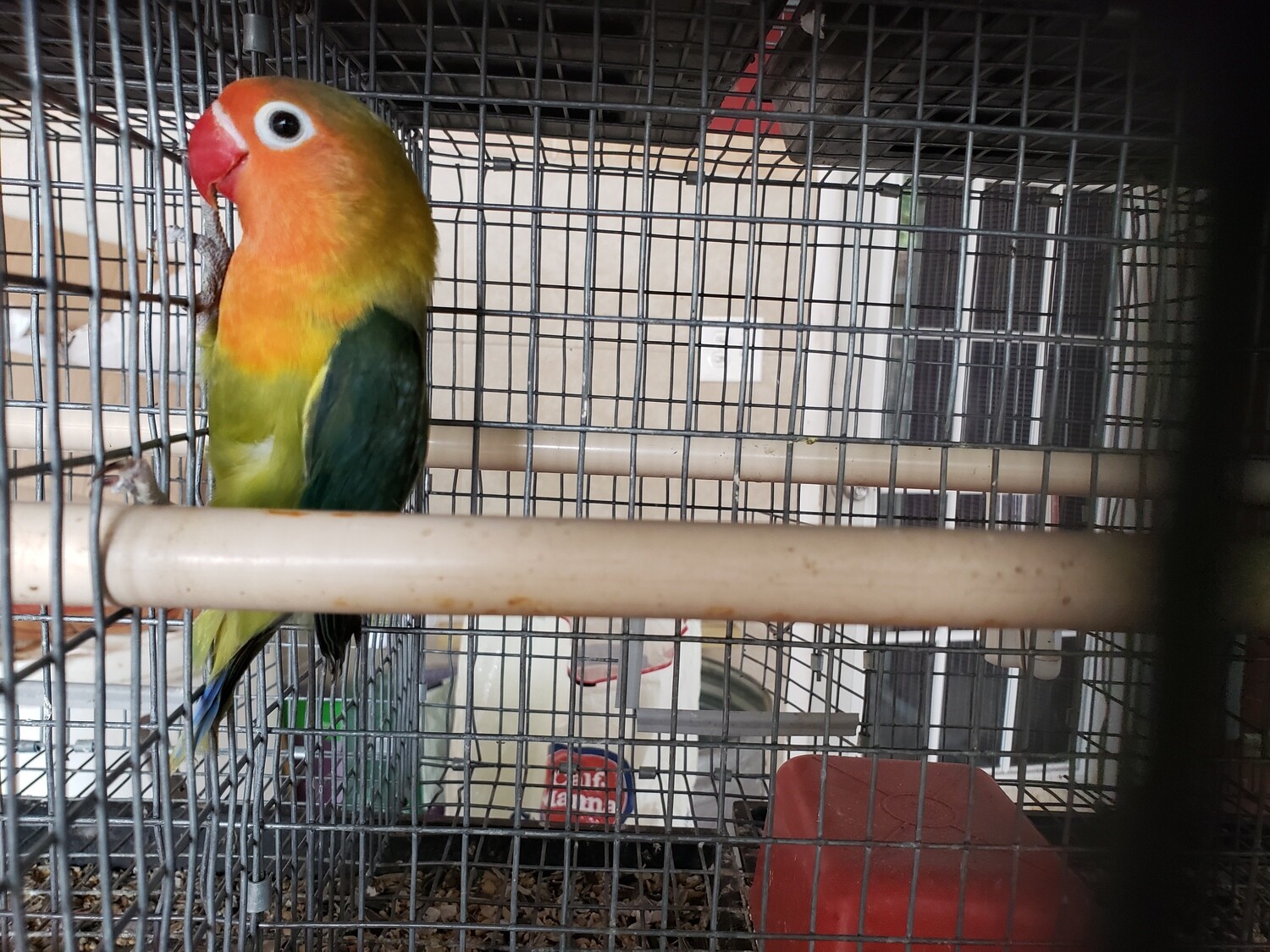 Green Fisher Lovebird
