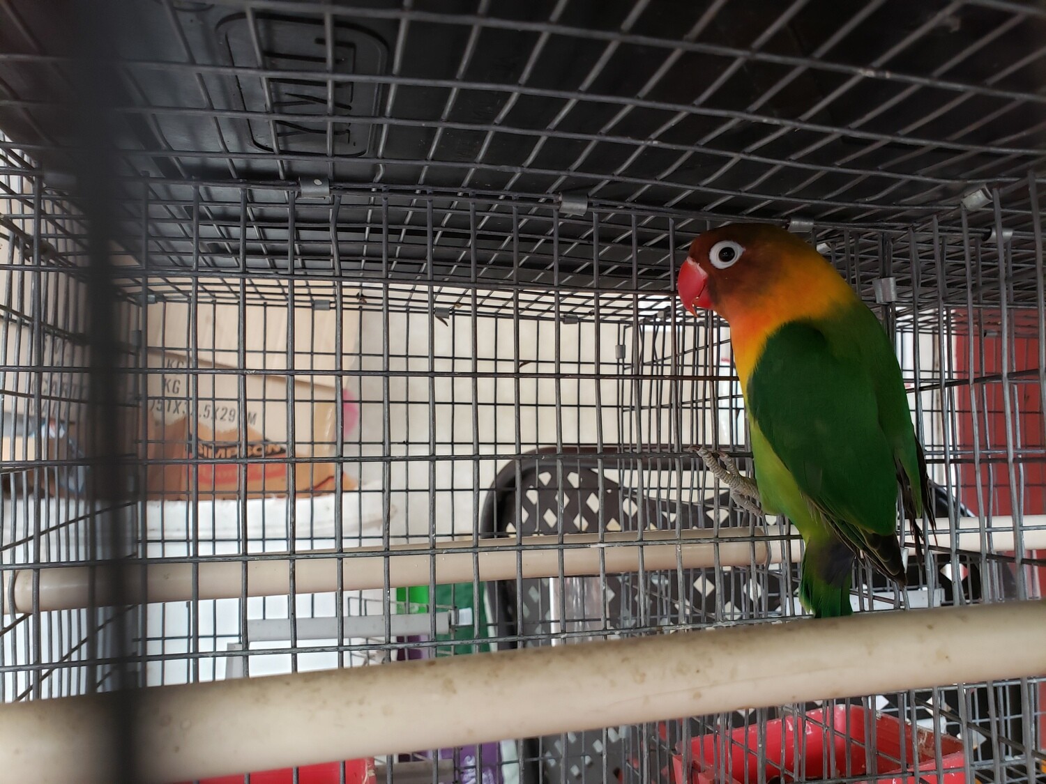 Green Fisher Lovebird