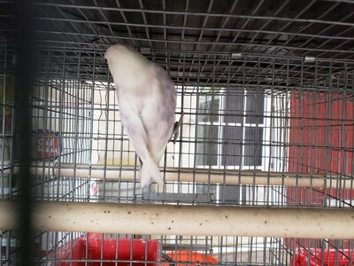 light Violet  Clean Head Lovebird