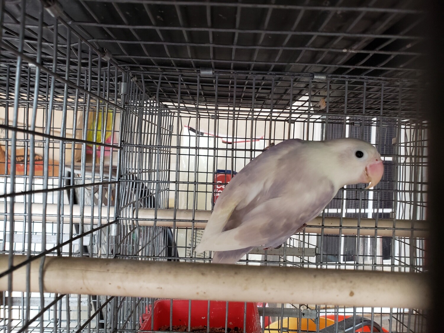 light Violet clean head female Lovebird