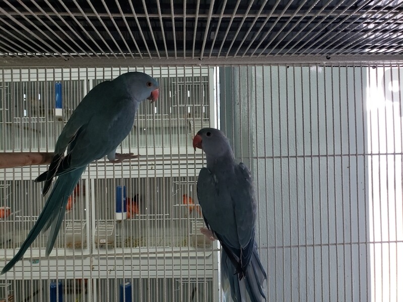 1 Pair of Blue Indian Ring Neck Including Shipping