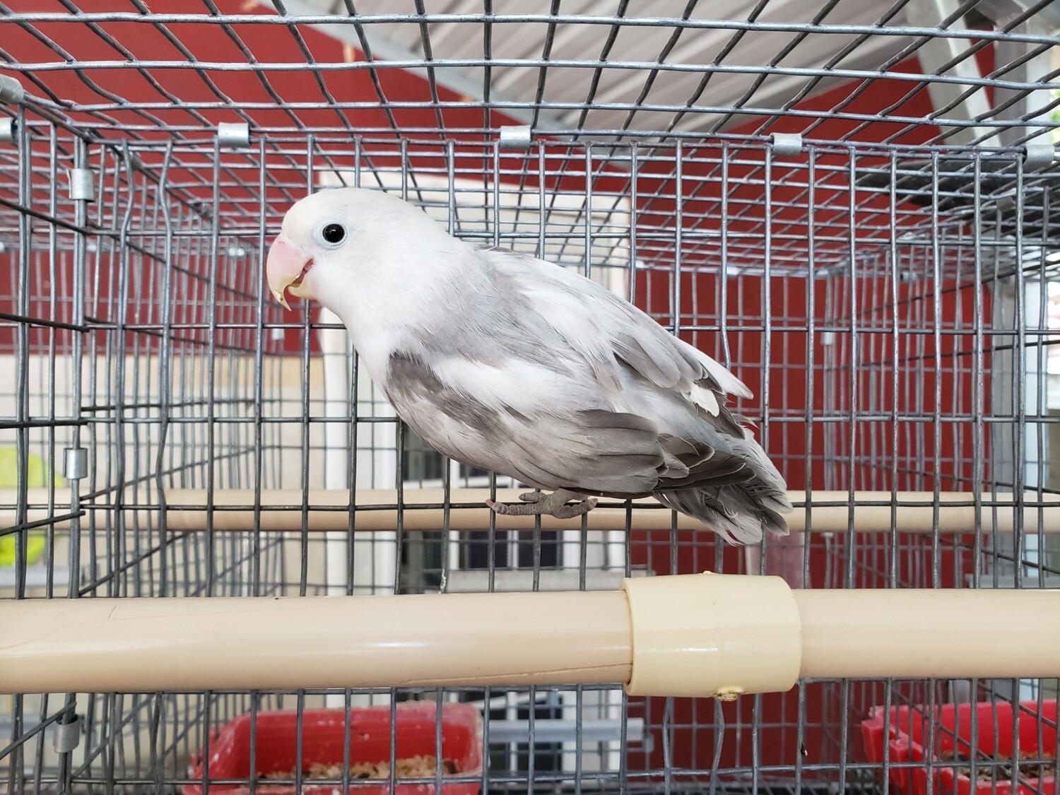 White head Arlequin Gray and White fisher Lovebird