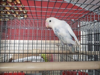 Delute blue and white Fisher Lovebird