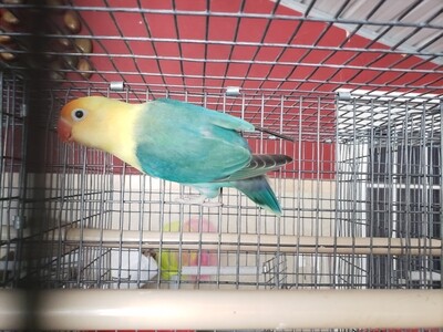 Green Clean Yellow Head parblue Male Lovebird Cage#19
