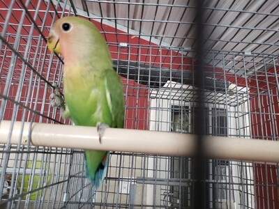 Young Green peach face Female  lovebird cage#21