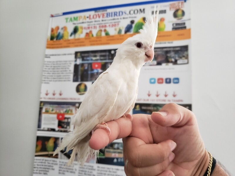 Albino White Red Eye Baby Cokatiel
