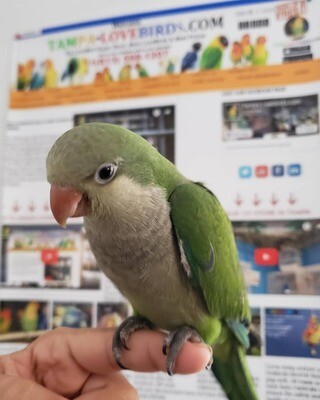 Green Quaker  Parrot