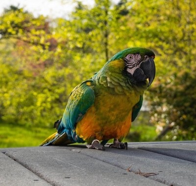 Miligold Macaw
