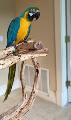 Blue and Gold Macaw 