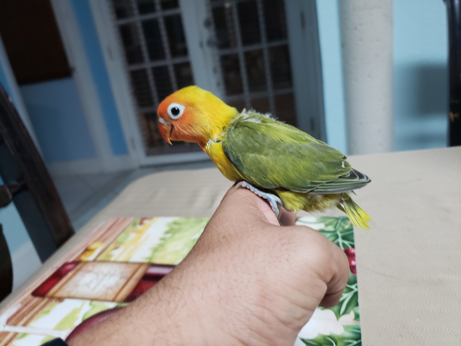 Baby Green Orange Head Fisher Lovebird