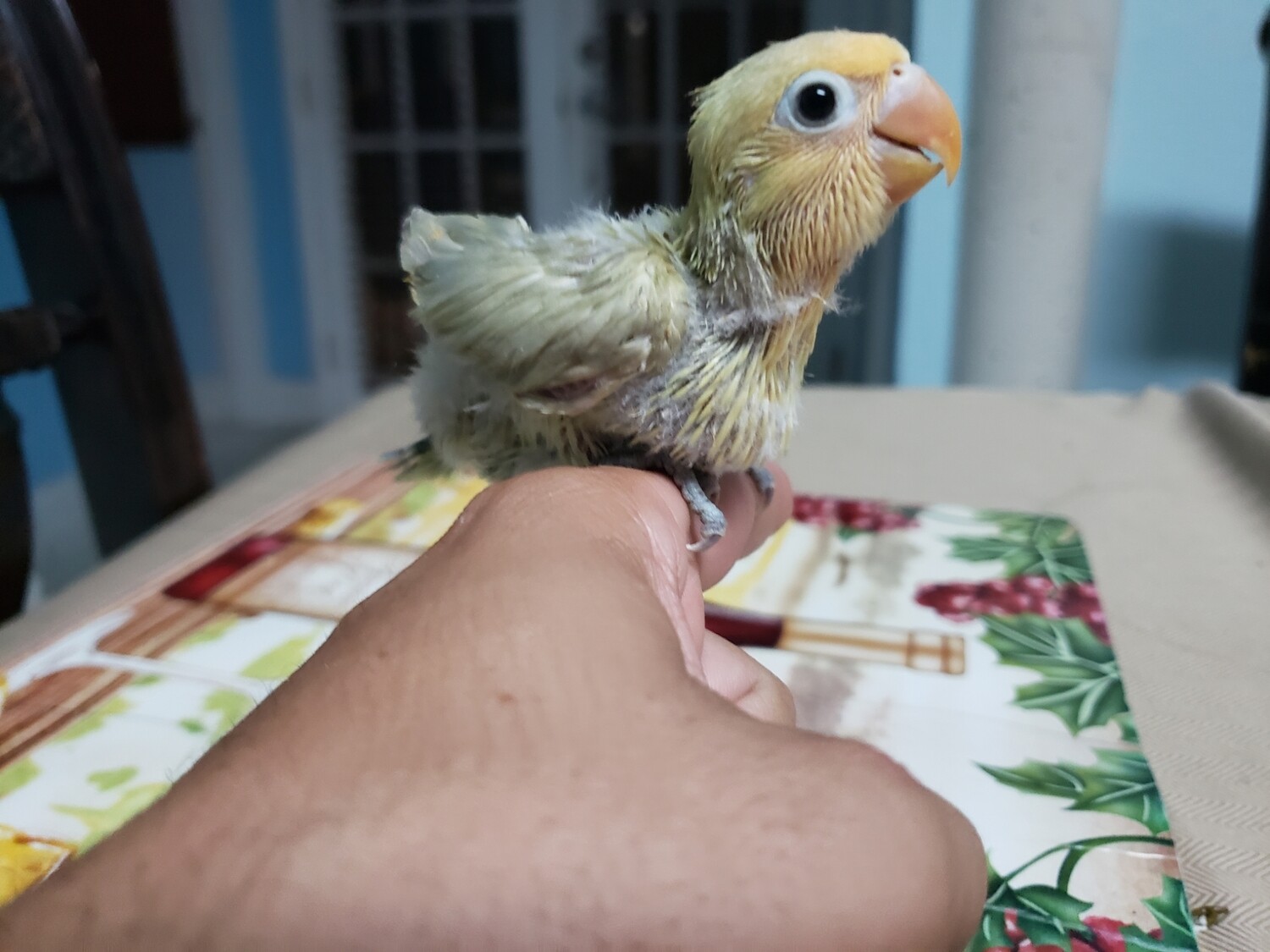 Baby pied parblue Yellow Face Lovebird